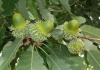 Дуб каштанолистный (лат. Quercus castaneifolia), семена 