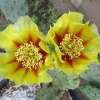 Кактус Опунция крупнокорнивищная(лат. Opuntia macrorhiza), семена 0,2 грамма