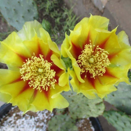 Кактус Опунция крупнокорнивищная(лат. Opuntia macrorhiza), семена 0,2 грамма