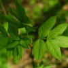 Клекачка перистая (лат. Staphylea pinnata), семена