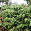 Можжевельник сибирский (лат. Juniperus sibirica), семена