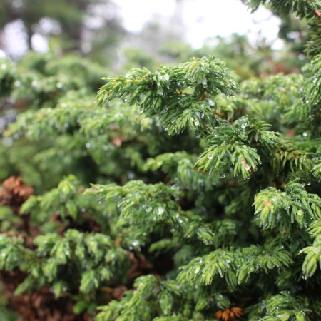 Можжевельник сибирский (лат. Juniperus sibirica), семена