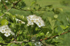 Боярышник перистонадрезанный (лат. Crataegus pinnatifida), семена