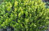Самшит вечнозеленый (лат. Buxus sempervirens), саженец, 1 шт