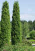 Можжевельник обыкновенный (лат. Juniperus communis), семена