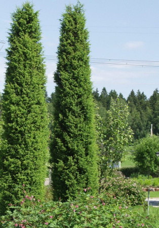 Можжевельник обыкновенный (лат. Juniperus communis), семена
