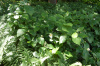Каликант Чашецветник китайский (лат. Calycanthus chinensis), семена