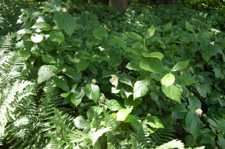 Каликант Чашецветник китайский (лат. Calycanthus chinensis), семена