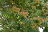Айлант высочайший  (лат. Ailanthus altissima), семена