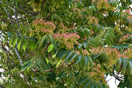 Айлант высочайший  (лат. Ailanthus altissima), семена