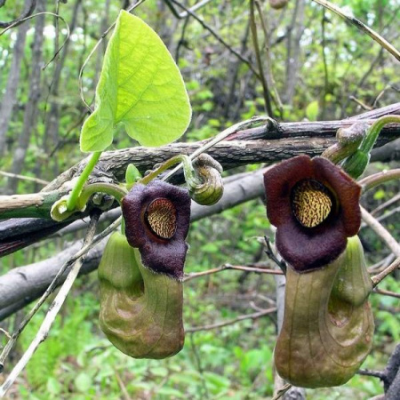 Кирказон маньчжурский (лат. Aristolochia manshuriensis), семена