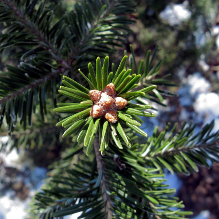 Пихта белая, или Пихта белая европейская (лат. Abies alba), семена