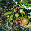 Камелия японская (лат. Camellia japonica), семена