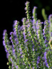 Иссоп лекарственный (лат. Hyssopus officinalis), семена