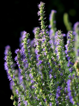 Иссоп лекарственный (лат. Hyssopus officinalis), семена
