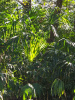 Пальма Трахикарпус Форчуна (лат. Trachycarpus fortunei), саженец, 1 шт