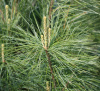 Сосна гималайская, или Сосна Валлиха (лат. Pinus wallichiana), семена