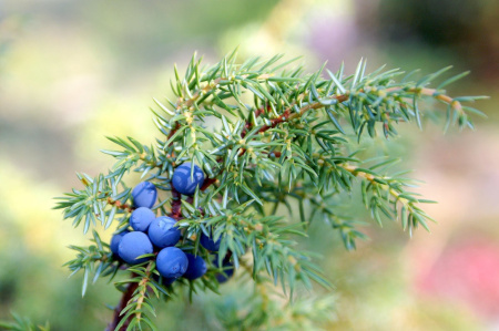 Можжевельник обыкновенный (лат. Juniperus communis), семена