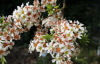 Чекалкин орех, или Ксантоцерас рябинолистный (лат. Xanthoceras sorbifolium) 10 шт, семена