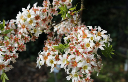 Чекалкин орех, или Ксантоцерас рябинолистный (лат. Xanthoceras sorbifolium) 10 шт, семена