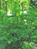 Пион Делавея (лат. Paeonia delavayi), семена