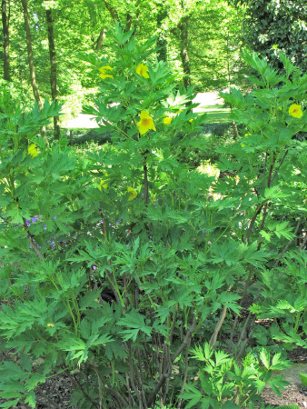 Пион Делавея (лат. Paeonia delavayi), семена