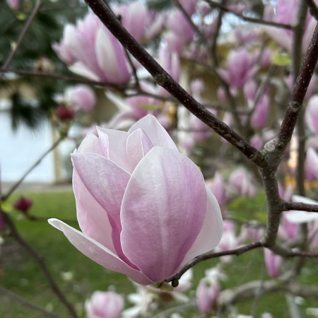 Магнолия Суланджа (лат. Magnolia × soulangeana), семена