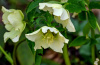 Морозник кавказский (лат. Helleborus caucasicus), семена
