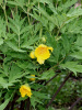 Пион Делавея (лат. Paeonia delavayi), семена