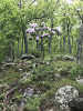 Рододендрон крупнейший (Rhododendron maximum), семена 0,2 грамма