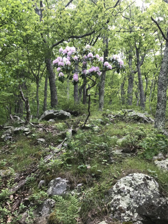 Рододендрон крупнейший (Rhododendron maximum), семена 0,2 грамма