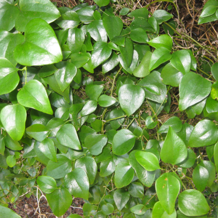 Смилакс, или Сассапариль (лат. Smilax), семена 