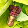 Кирказон маньчжурский (лат. Aristolochia manshuriensis), семена