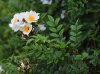 Роза Максимовича (Rosa maximowicziana), семена 