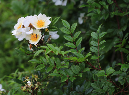 Роза Максимовича (Rosa maximowicziana), семена 