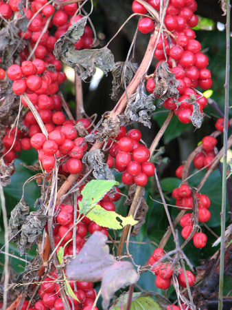 Тамус обыкновенный "Адамов корень" (лат. Dioscorea communis), семена
