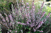 Миндаль сладкий "Бумажноскорлупный" (лат. Prunus dulcis "Бумажноскорлупный"), семена