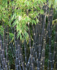 Бамбук черный (лат. Phyllostachys nigra), семена
