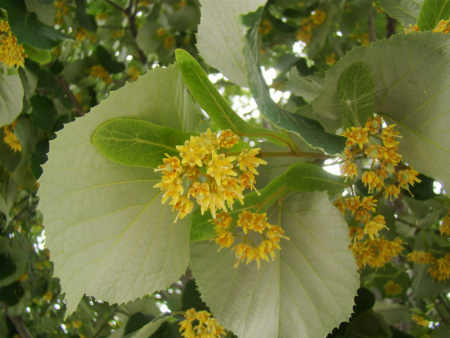 Липа войлочная (лат. Tilia tomentosa), семена