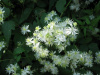 Клематис короткохвостый, или ломонос короткохвостый (лат. Clematis brevicaudata), семена