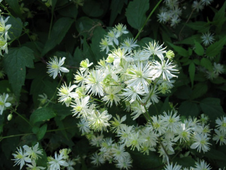Клематис короткохвостый, или ломонос короткохвостый (лат. Clematis brevicaudata), семена