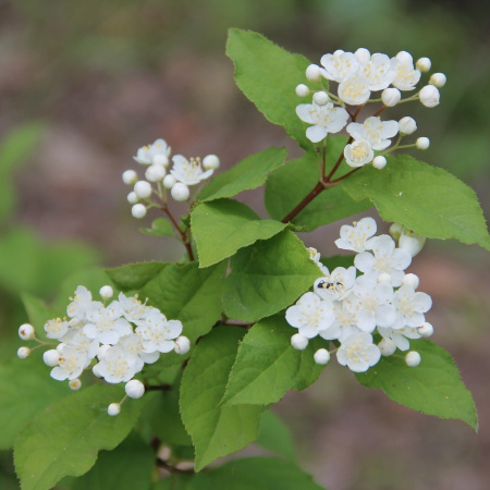 Дейция амурская (лат. Deutzia amurensis), семена