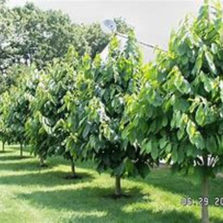 Азимина трёхлопастная (лат. Asimina triloba), семена