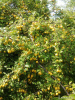 Алыча, или Слива вишненосная, или Слива растопыренная (лат. Prunus cerasifera), семена
