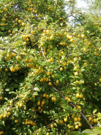 Алыча, или Слива вишненосная, или Слива растопыренная (лат. Prunus cerasifera), семена