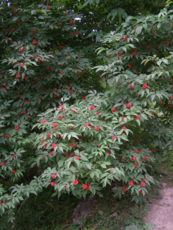 Бузина сибирская (лат. Sambucus sibirica), семена