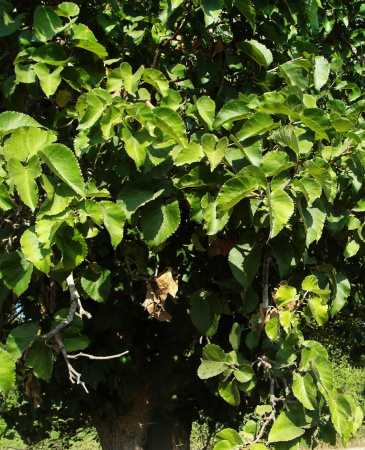 Шелковица черная (лат. Morus nigra), семена
