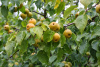 Груша уссурийская (лат. Pyrus ussuriensis), семена