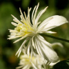 Клематис виноградолистный, или Ломонос виноградолистный (лат. Clematis vitalba), семена
