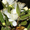 Мирт обыкновенный Белоплодный (Myrtus communis var. leucocarpa), семена